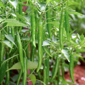 Home green chilli