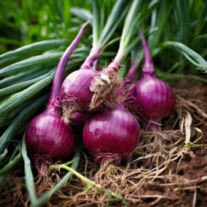 onion