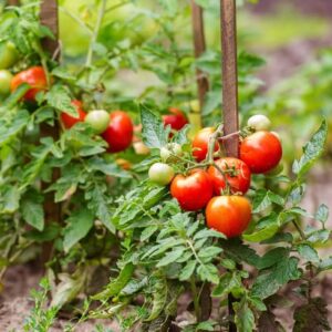 Tomato