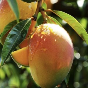 Home Kesar mango