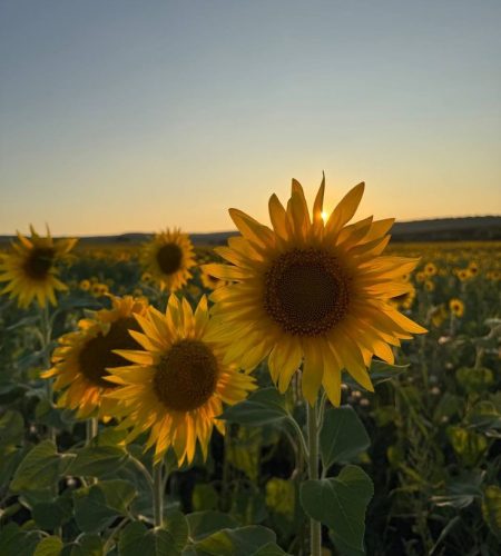 sunflower